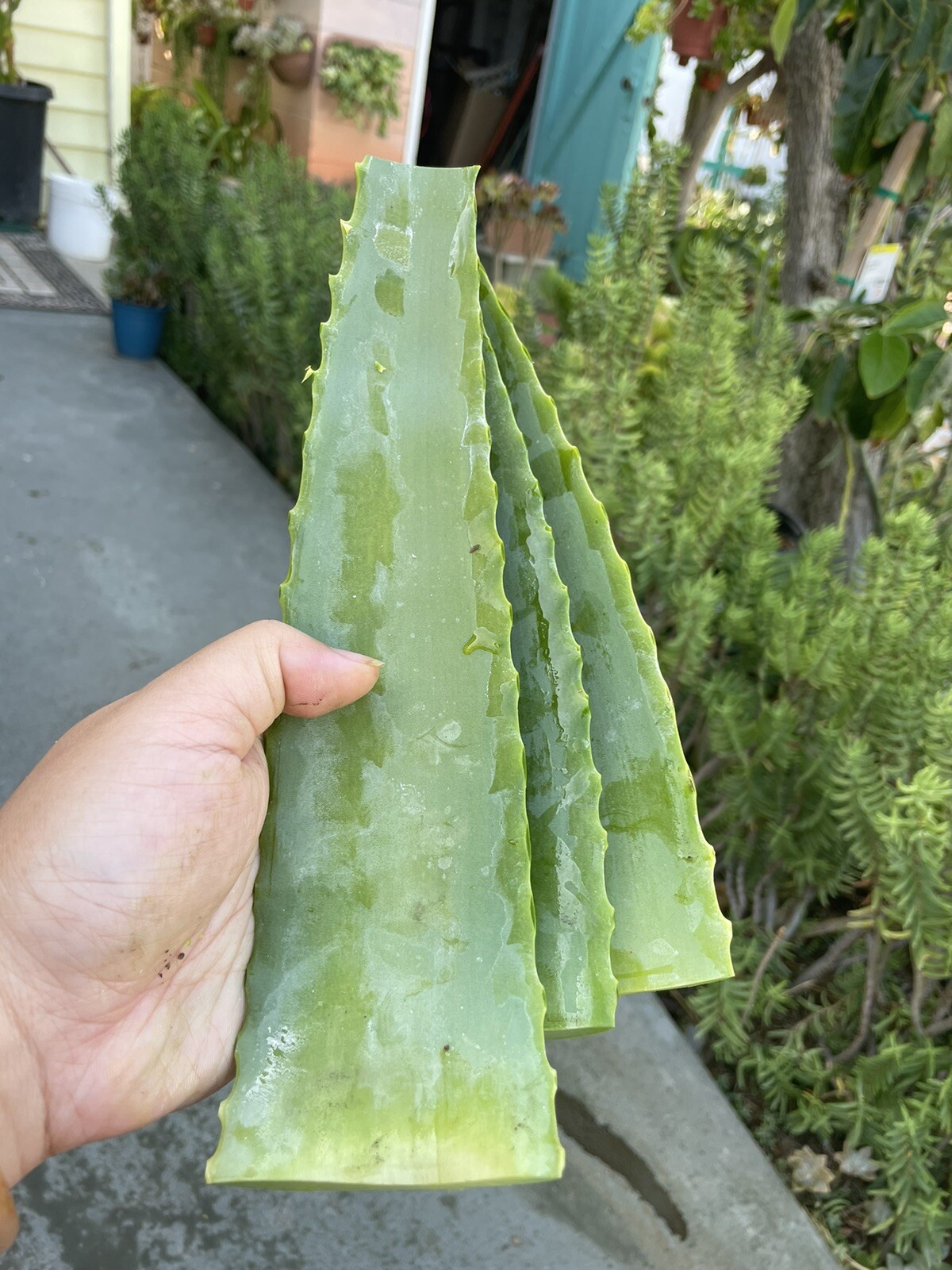 1Box 11”*8”*5” Aloe Arborescens Leaves, Organic,Medicinal/Skin/Hair/ 8lb+ gallery