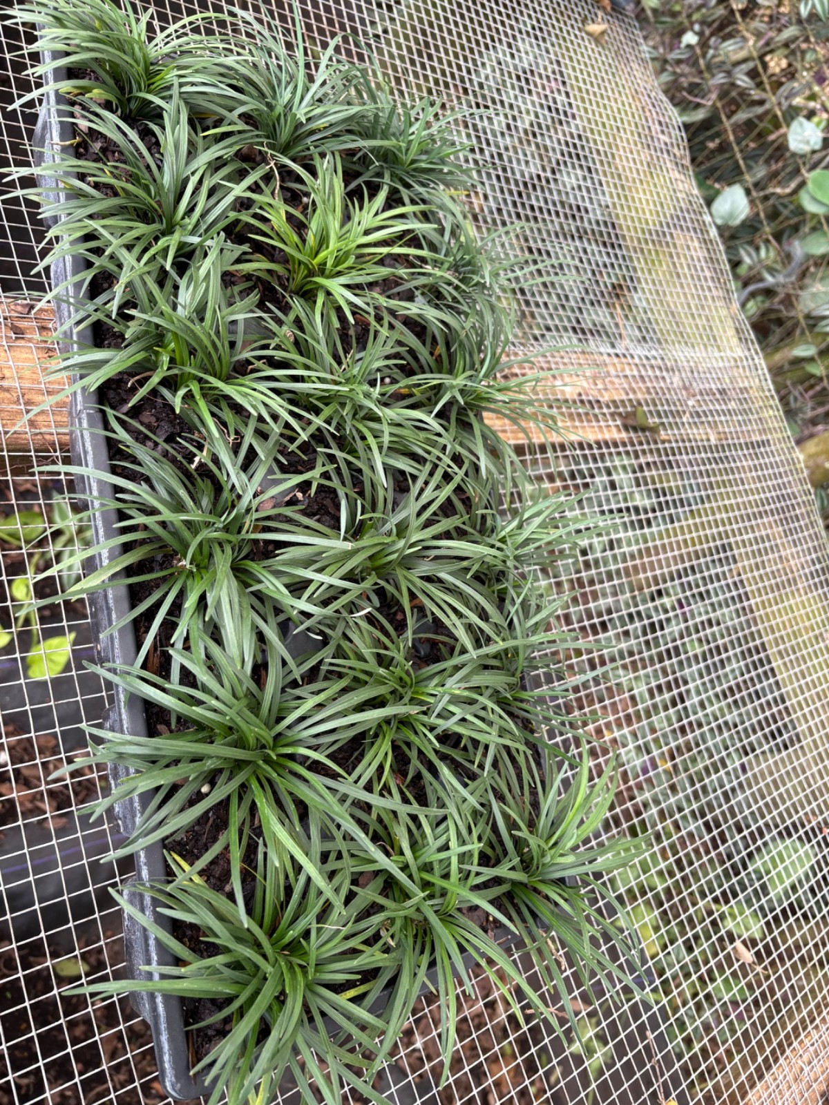 dwarf mondo grass 18pc gallery