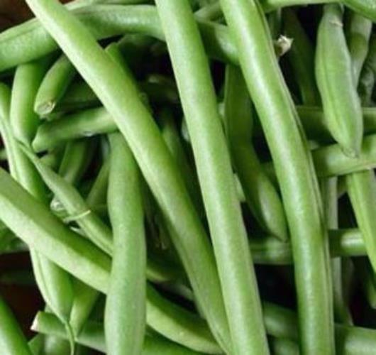 State Half Runner Bean Seed, 1 oz. Pack (75-100 Seeds), Heirloom, NON GMO, USA gallery