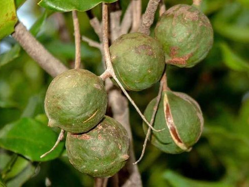 Macadamia Nuts Seedss 20 pcs (Macadamia integrifolia) King of Nuts gallery