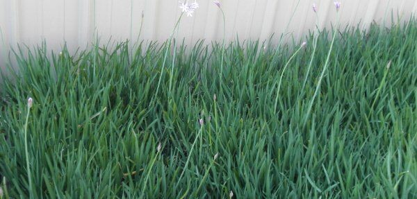 Society Garlic Bare Root (30 INDIVIDUAL LIVE BULBS) From My Garden to Yours gallery