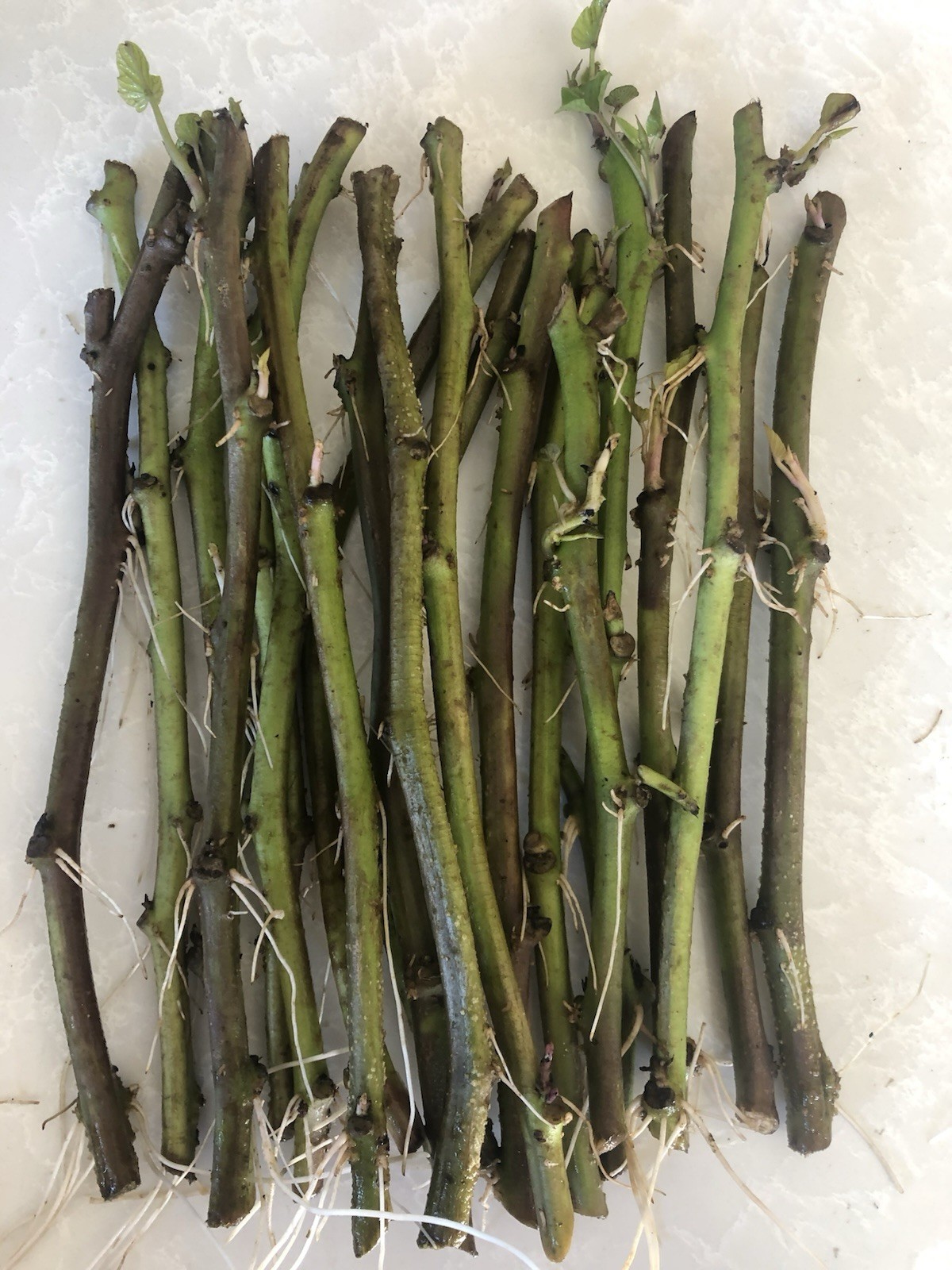 20 Slips Sweet Potato Slips Cutting Vines Ready To Plant gallery