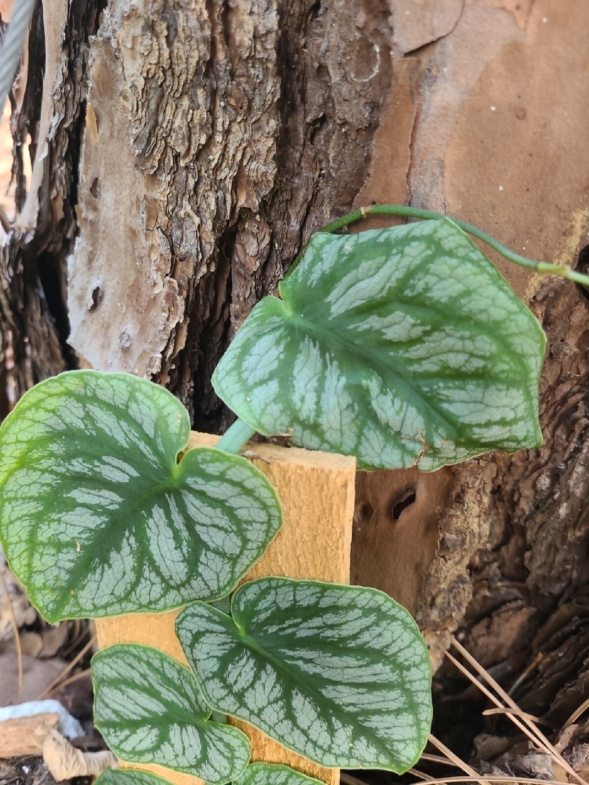 Monstera Dubia Unrooted 1 Node FRESH CUTTING plant Us Seller gallery