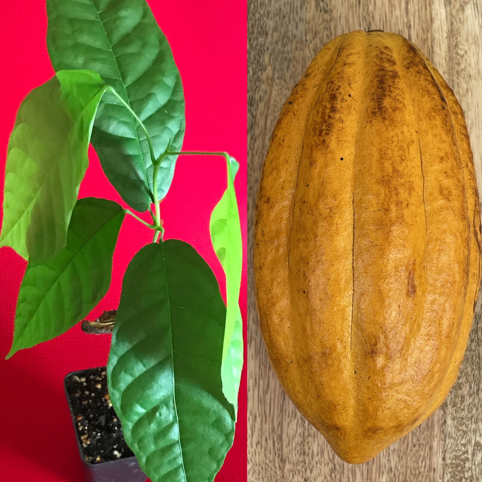 FORASTERO Theobroma Cacao Cocoa Chocolate Tree Potted Plant Yellow Pod gallery