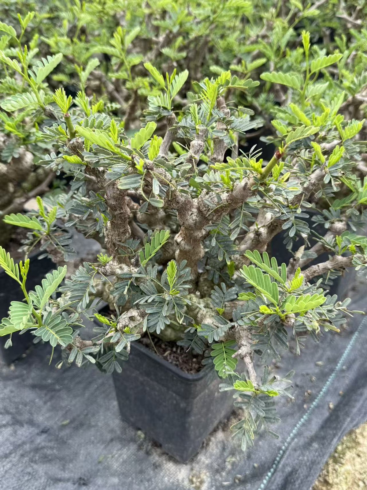 Senna meridionalis Plant Succulent Garden Décor Boutique seedgrowth larger size gallery