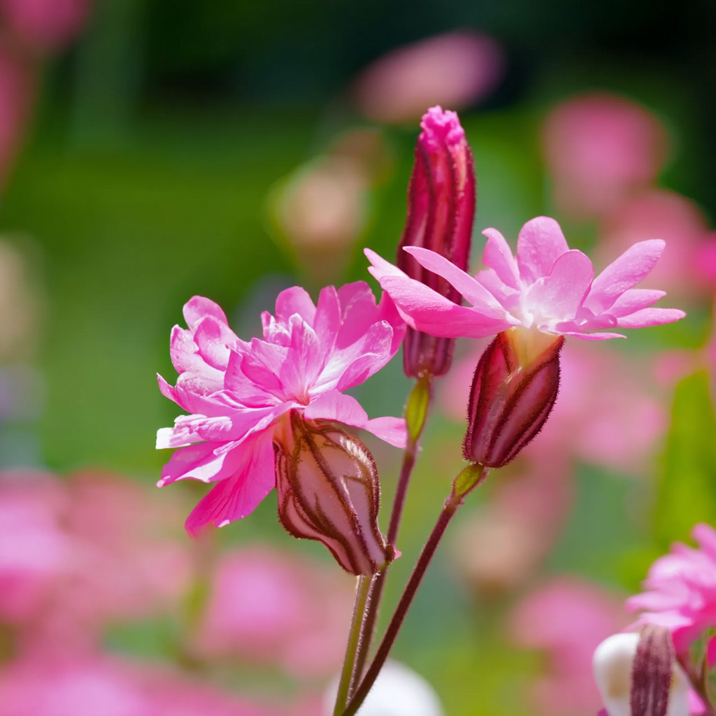 Nodding Catchfly Pink Flower 300 Seeds | Heirloom Silene pendula for Gardens gallery