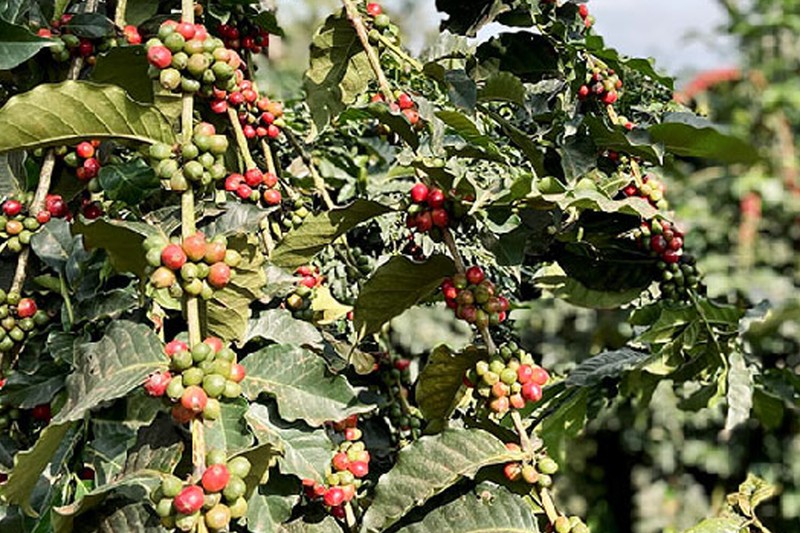 Tanzania Mbeya-Mbinga Peaberry Coffee Beans - Fresh Roasted to Order gallery