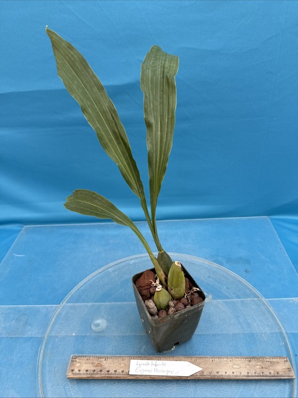 Lycaste Eugene Banzinger Maroon Red White BS Orchid BEST 4” Fresh RePot SHIPS gallery