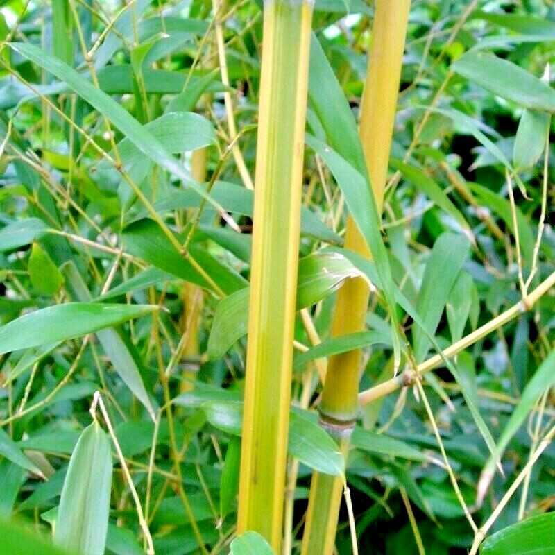 10 SPECTABILIS BAMBOO SEEDS - Phyllostachys Aureosulcata 'Spectabilis' gallery