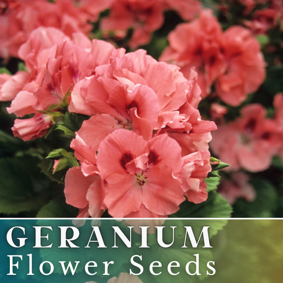 100+ Geranium Seeds -Apricot Delight- Fragrant - Fresh Flower Seeds Non GMO gallery