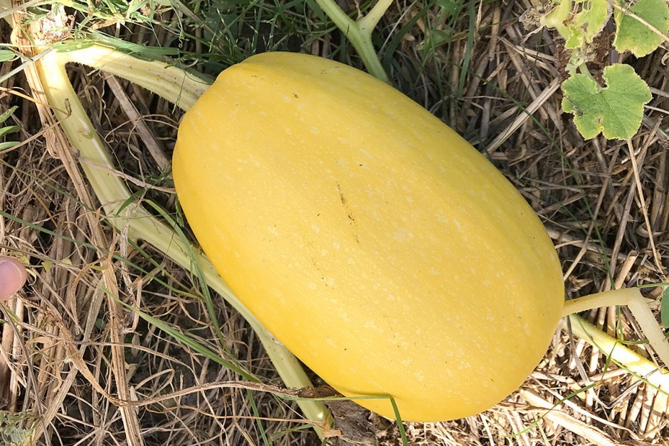 Vegetable Spaghetti Winter Squash Seeds, NON-GMO, Low Carb Pasta Alt, FREE SHIP gallery