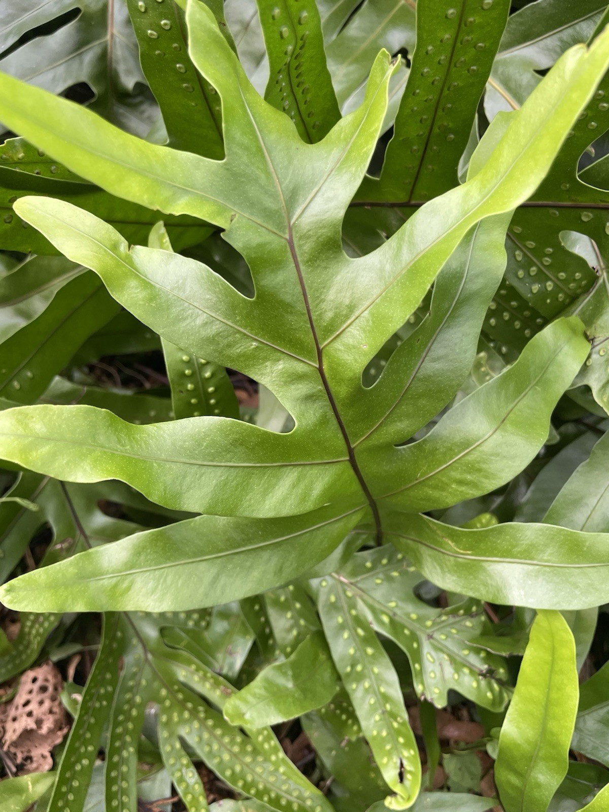 3 HAWAII Laua'e Fern Starter Microsorum scolopendria Monarch Fragrant Lei Ferns gallery