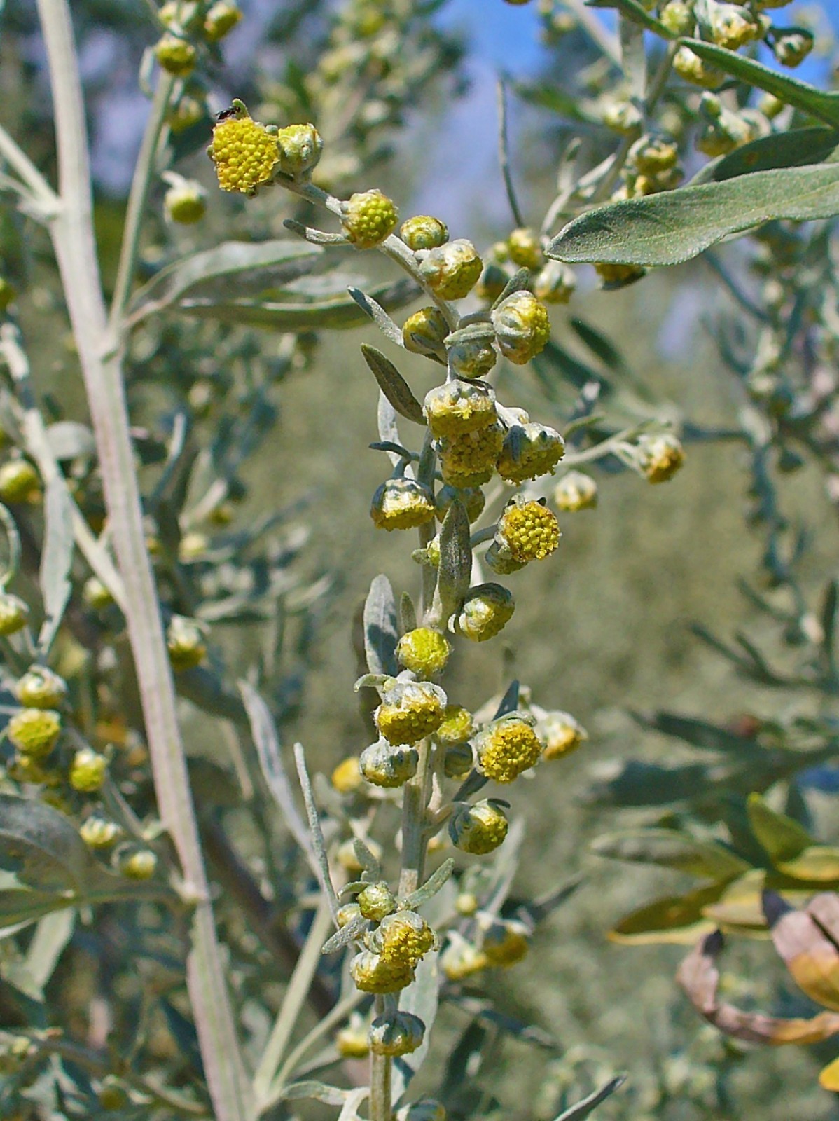 500 Artemisia Absinthium Seeds - Absinthe Wormwood - Medicinal Herbs gallery