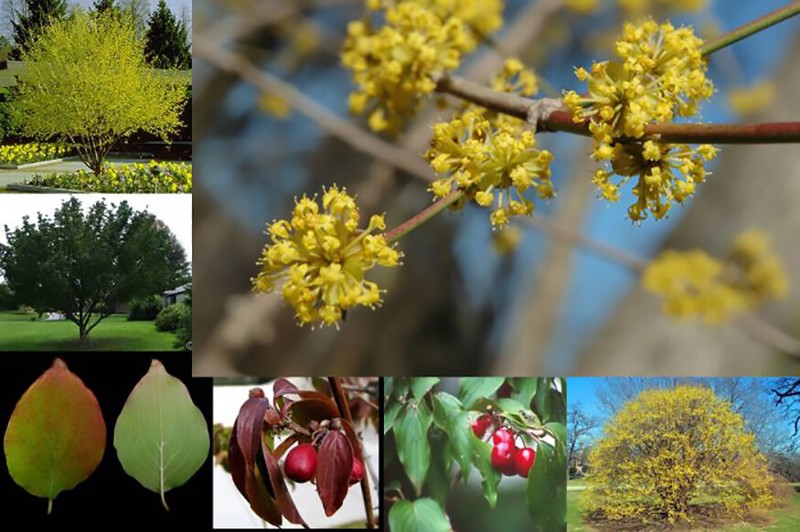 Cornelian Cherry Dogwood, Cornus mas, Tree Seeds gallery