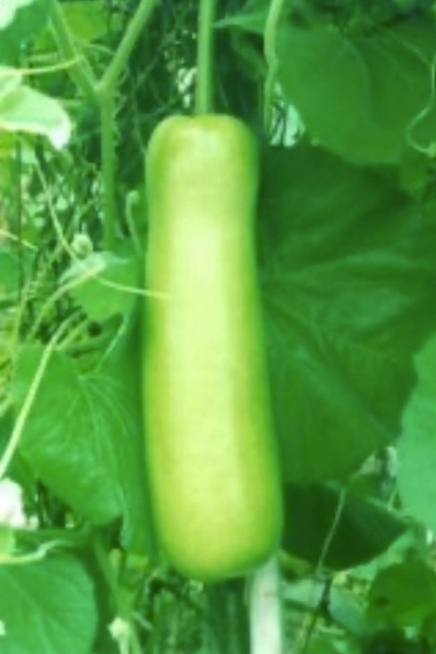 2026 Heirloom Vegetable Seeds - Premium Garden Seeds for Planting gallery