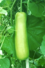2026 Heirloom Vegetable Seeds – Premium Garden Seeds for Planting