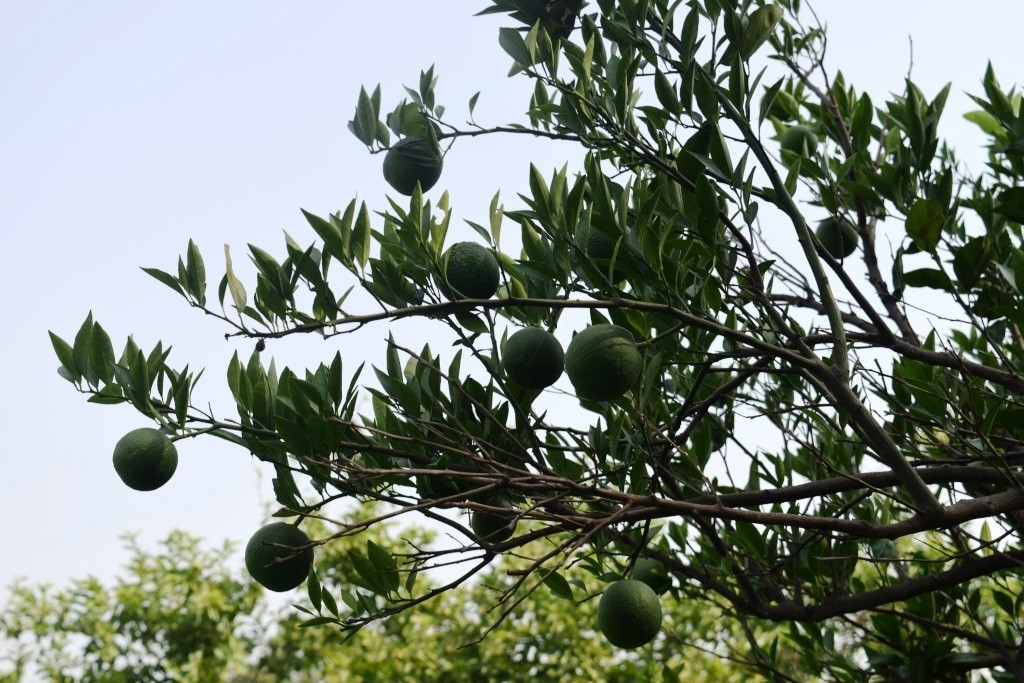 Citrus taitensis | Rough Lemon | 10_Seeds gallery