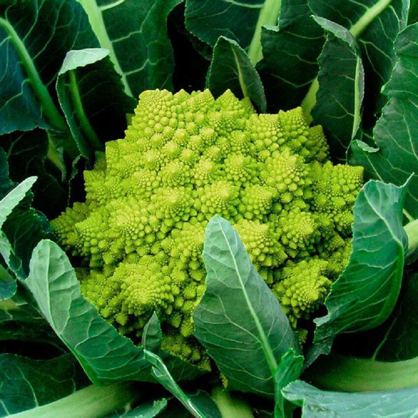 25 Cauliflower Seeds Veronica Cauliflower F1 Hybrid Green Cauliflower gallery