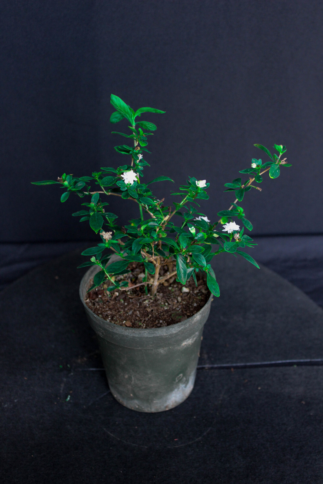 Chinese Serissa 'Snow Rose' Pre-Bonsai Tree - 4 Inch - Flowering for Beginners gallery