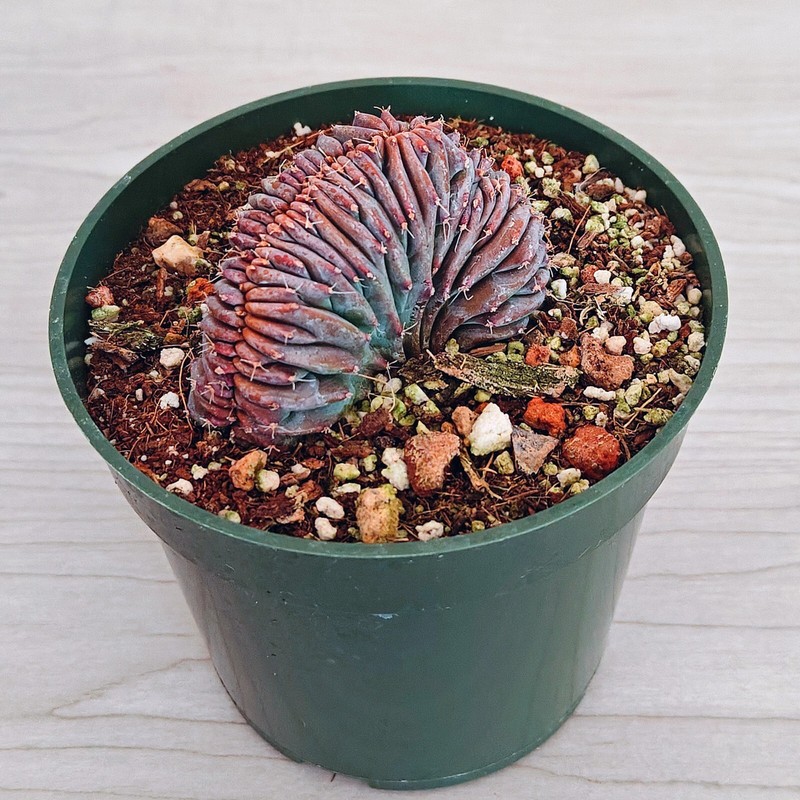 Cactus - Crested Myrtillocactus Geometrizans : Dinosaur Back - In 4" Pot (MD) gallery