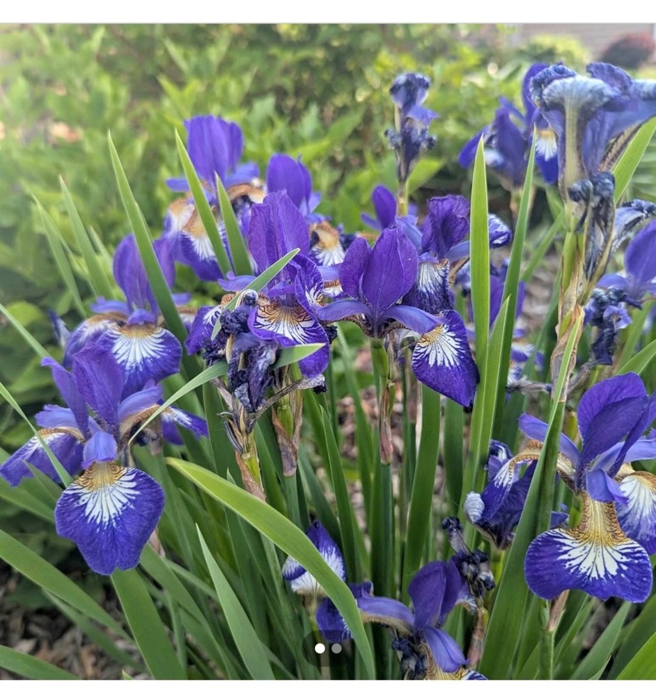 Siberian iris, Perennial - Repeat Blooming Tropical - 10" to 12" tall