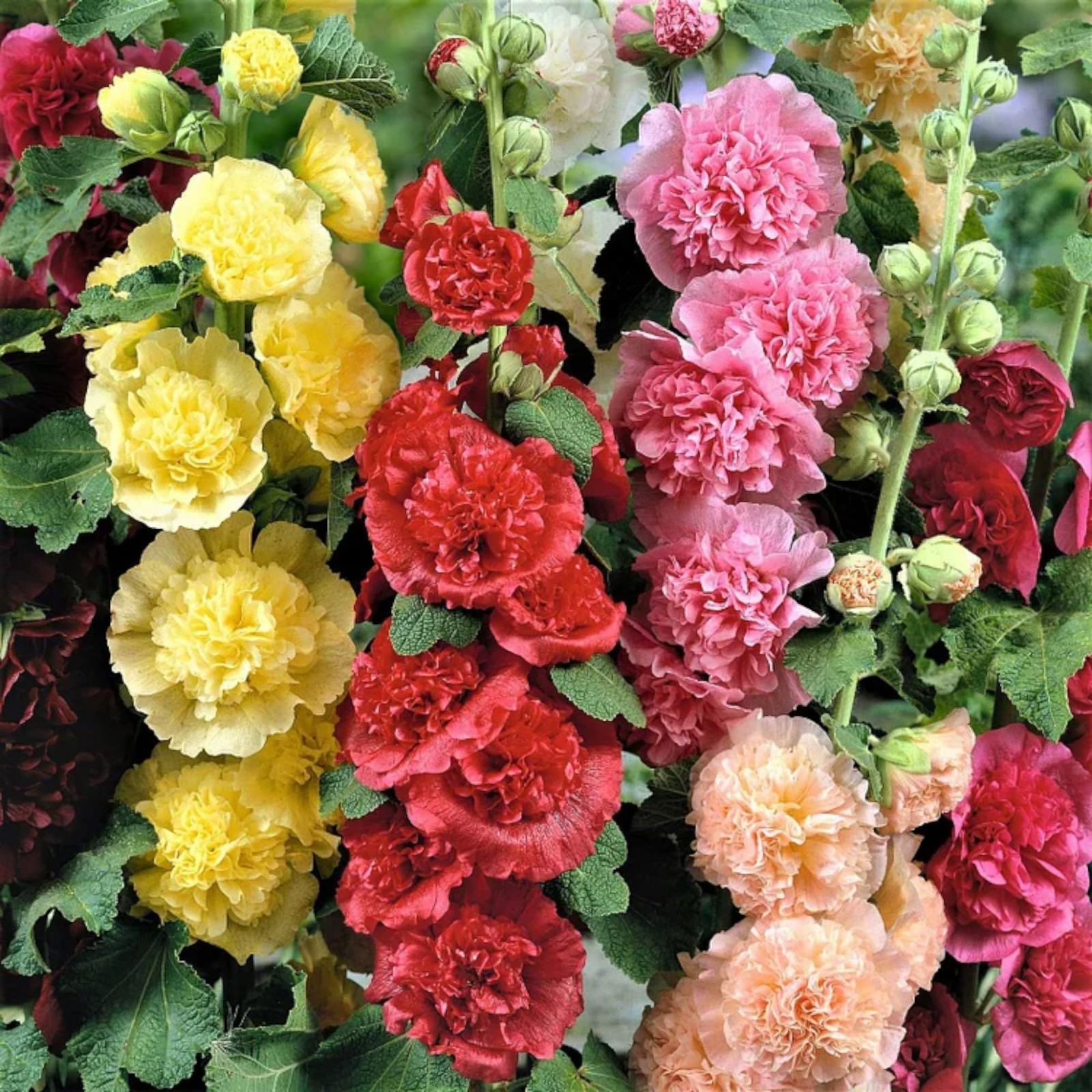 ZEshops 100pcs Double Hollyhock Seeds Radiant Rose - Mixed Colors, Mult-Color gallery