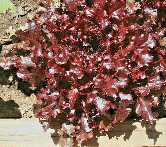 1000+ RUBY LETTUCE SPRING MIX SALADS GARDEN VEGETABLE HARDY HEIRLOOM NON-GMO USA gallery