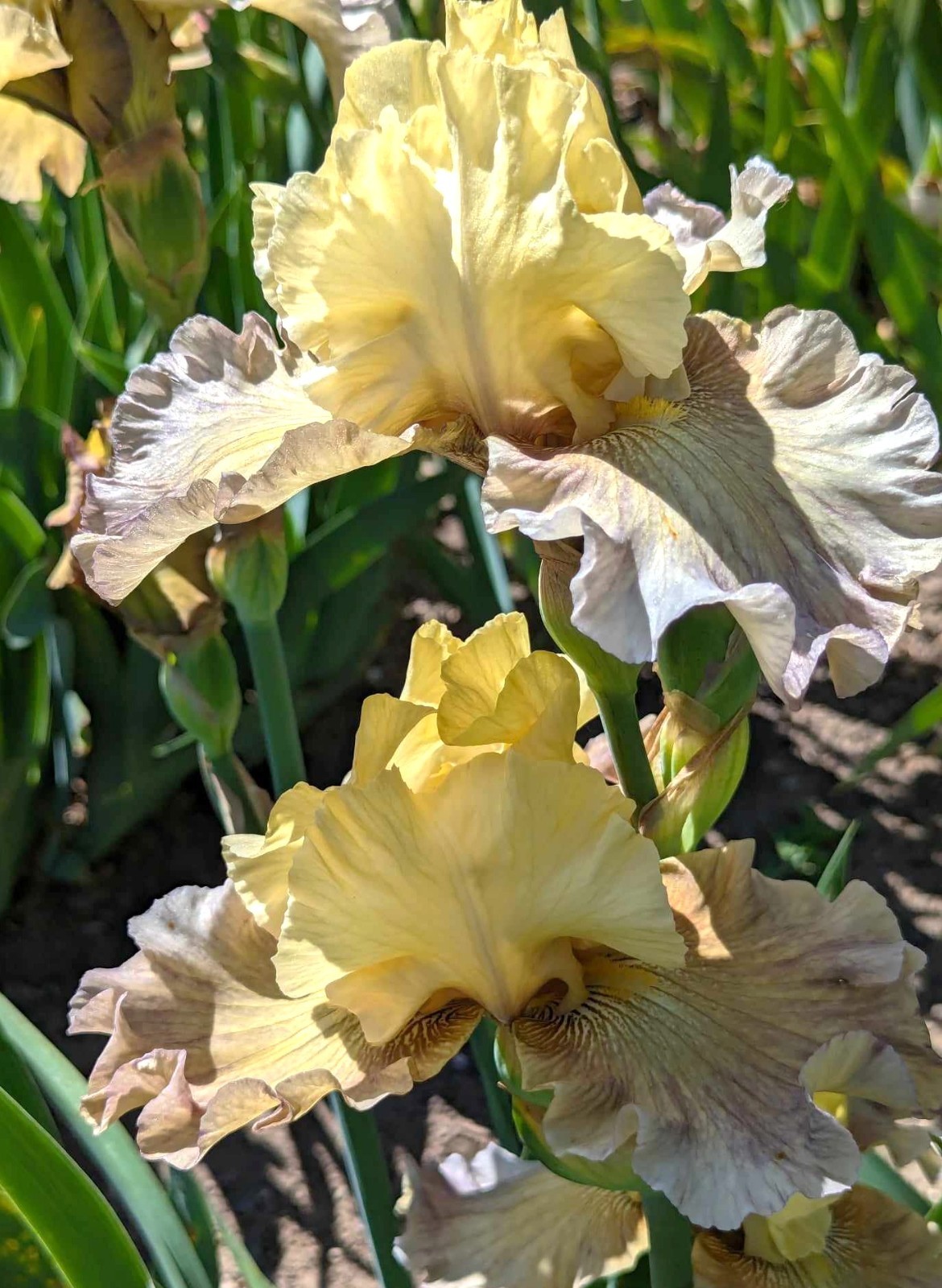 'Misty Ridge' Tall Bearded Iris Rhizome PRE-SALE to Ship Aug/Sept gallery