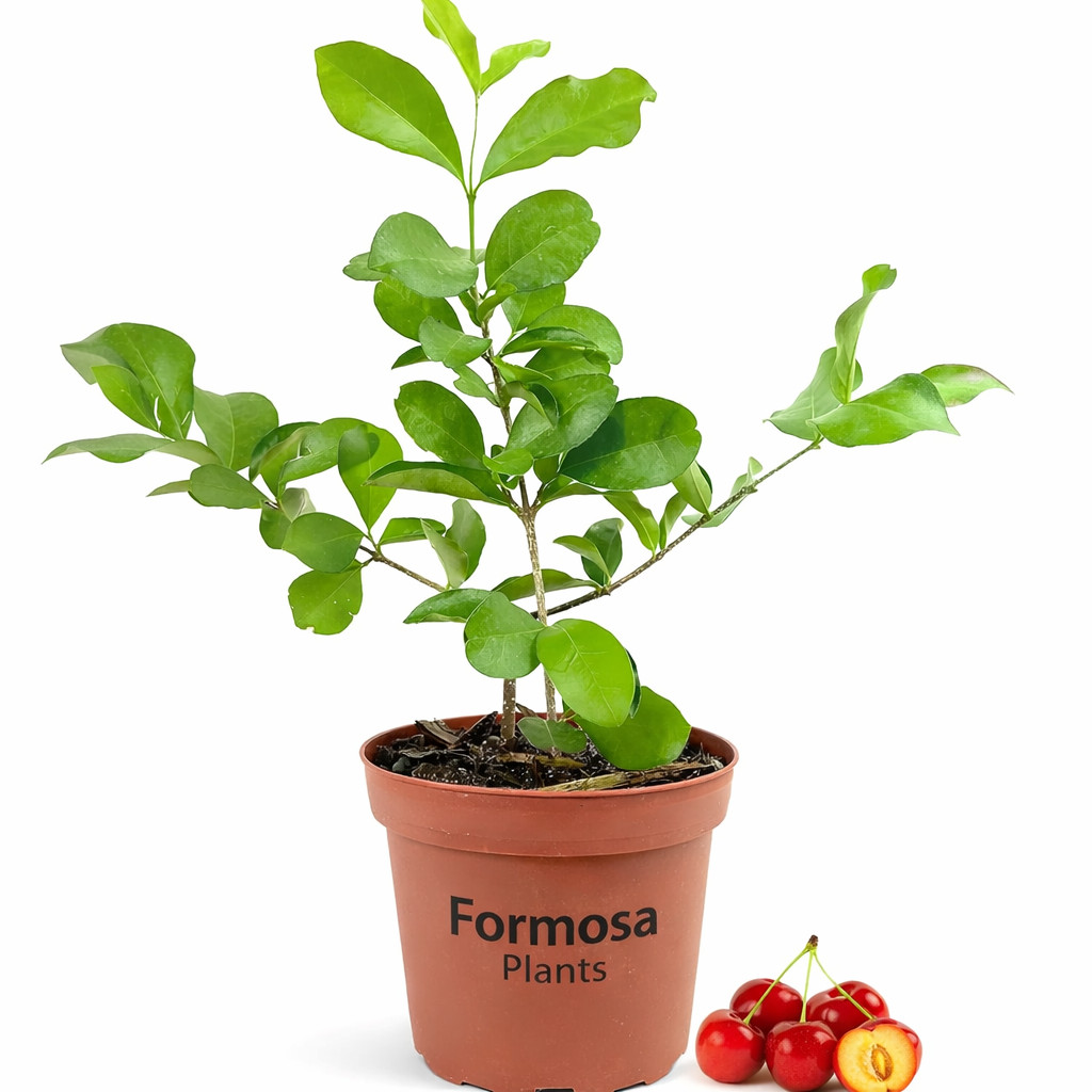 Barbados Cherry - Live Plant in a 4 Inch Pot - Malpighia Emarginata gallery