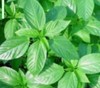 GREEN JUTE, EGYPTIAN SPINACH, SALUYOT 400SEEDS, Good GERMINATe .1.2 Gram gallery