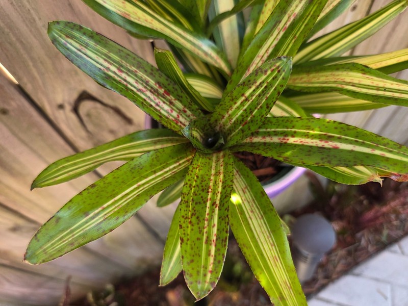 Neoregelia WHATEVER Bromeliad one tropical plant **SMALL** gallery