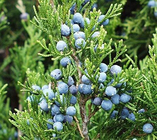Eastern Red cedar, Juniperus virginiana, Tree Seeds (Hardy Fragrant Evergreen) ( gallery