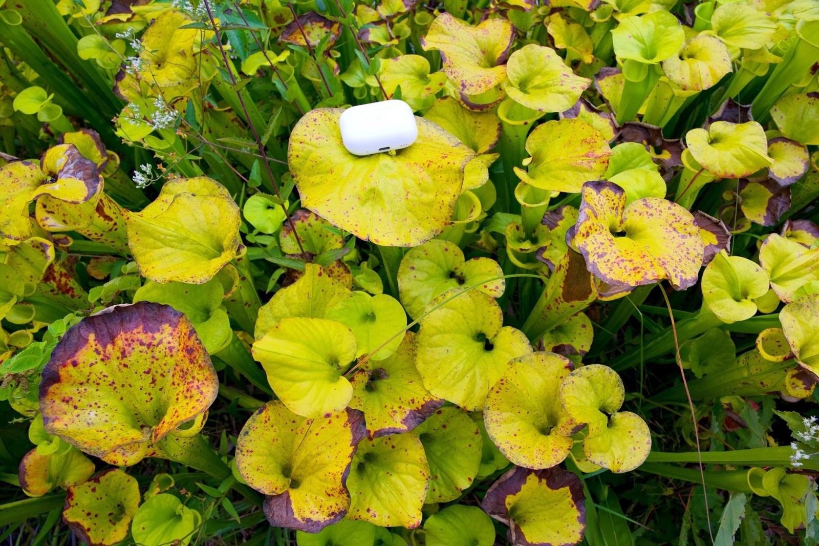 Sarracenia Flava Rugelii “Georgia Giant” Rare gallery