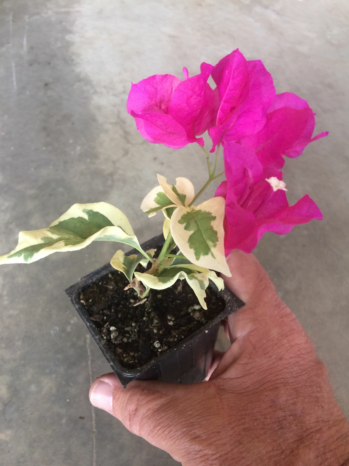 Bougainvillea - 'Raspberry Ice' gallery