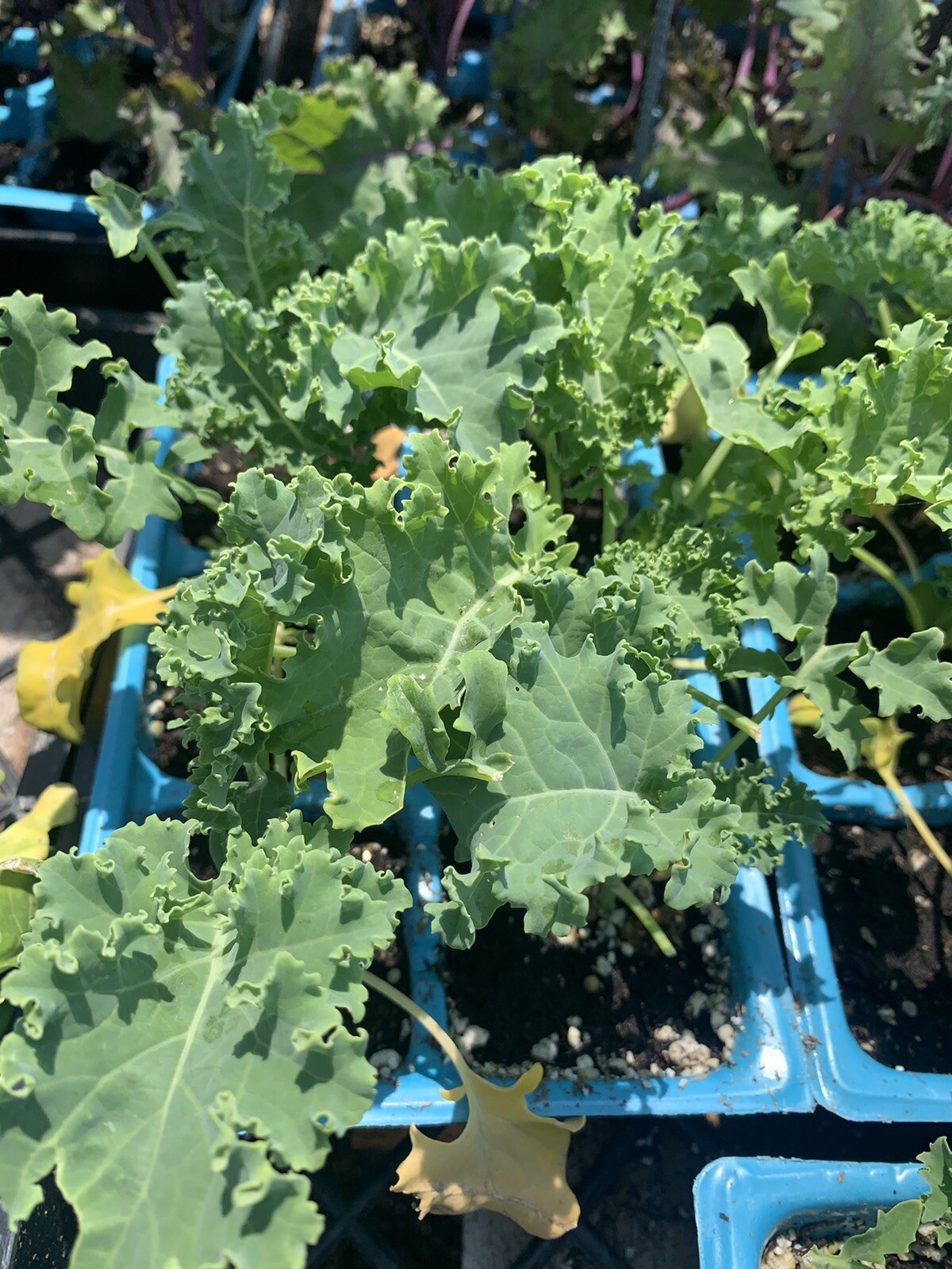 Organic Kale 4 Inches Pot gallery