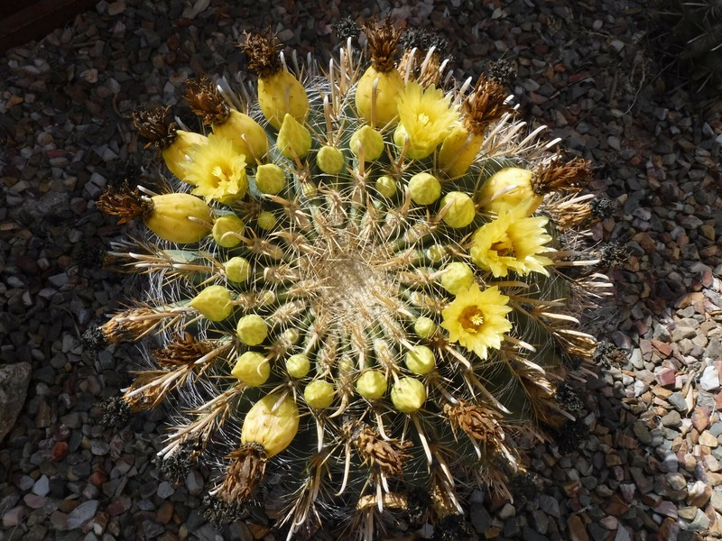 Ferocactus wislizeni "Fishhook Barrel" Cactus YELLOW SPINES/FLOWERS! 5"-6" Wide gallery