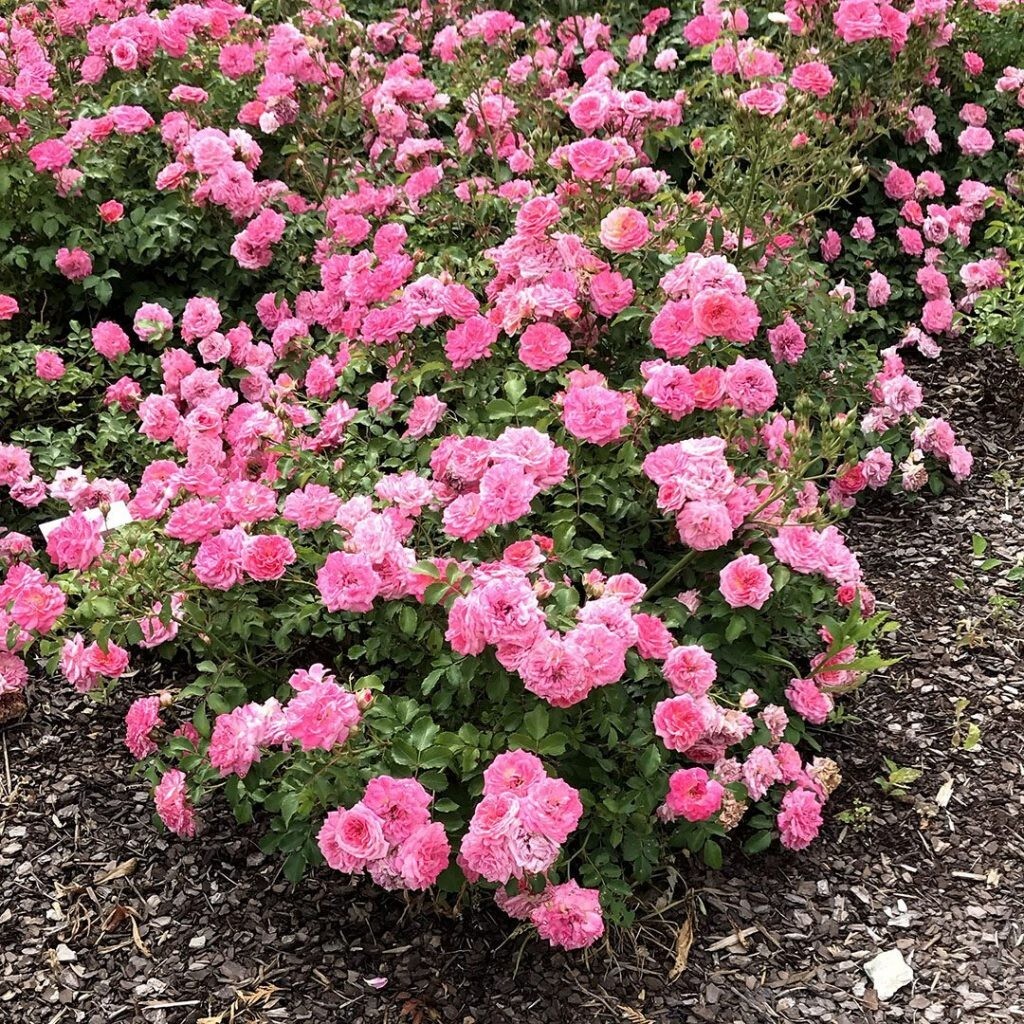 Sweet Drift® Pink Groundcover Rose - Live Plant ( 1 QT ) gallery