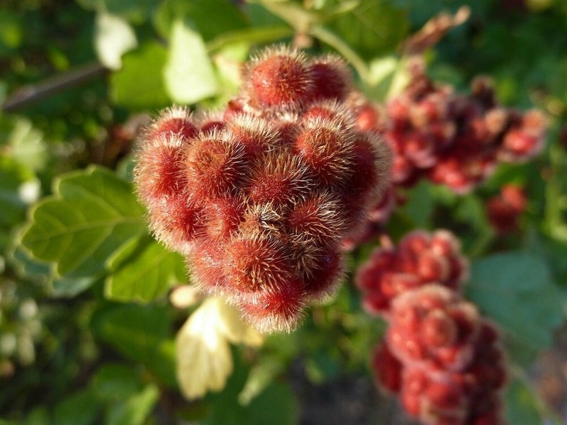 FRAGRANT LEMON SUMAC Rhus Aromatica - 20 SEEDS. FREE S&H gallery