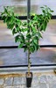 Giant Lemon Tree Grow 5LB LEMONS- 32"-44" Ponderosa Lemon Tree In 12" Tall Pot gallery