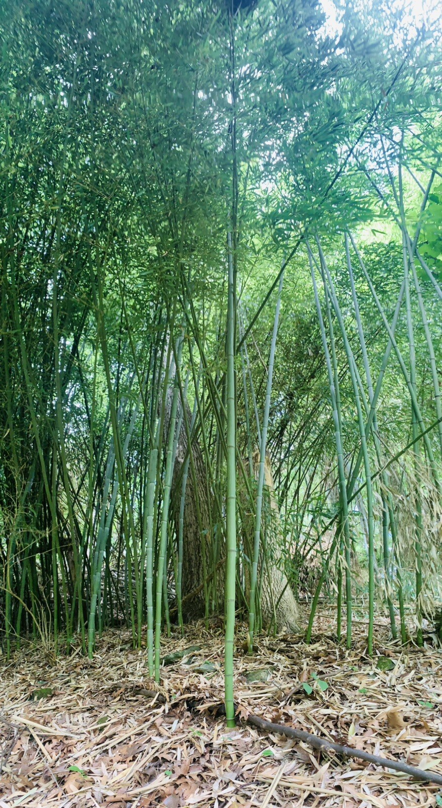 Live Bamboo Rhizome Roots Plants Phyllostachys Aurea gallery