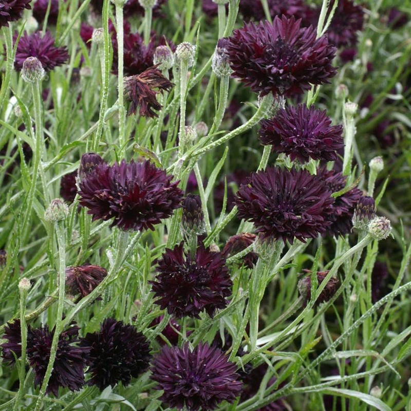Black Ball Purple Bachelor Button Cornflower 150 Seeds. Free Shipping! gallery