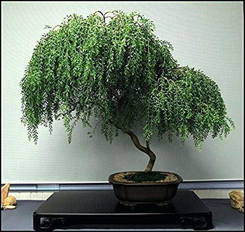 Bonsai Dwarf Weeping Willow Tree - Thick Trunk Cutting - Indoor/Outdoor Live Bon gallery