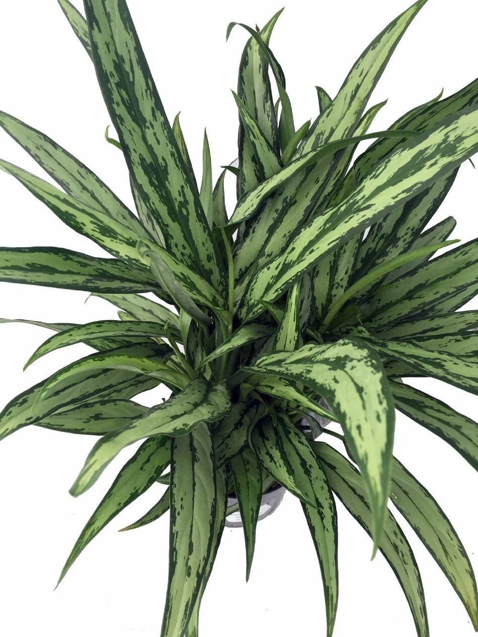 Aglaonemas Evergreens Cutlass Very Pretty Easy To Grow Indoors Live Plant 6" Pot gallery