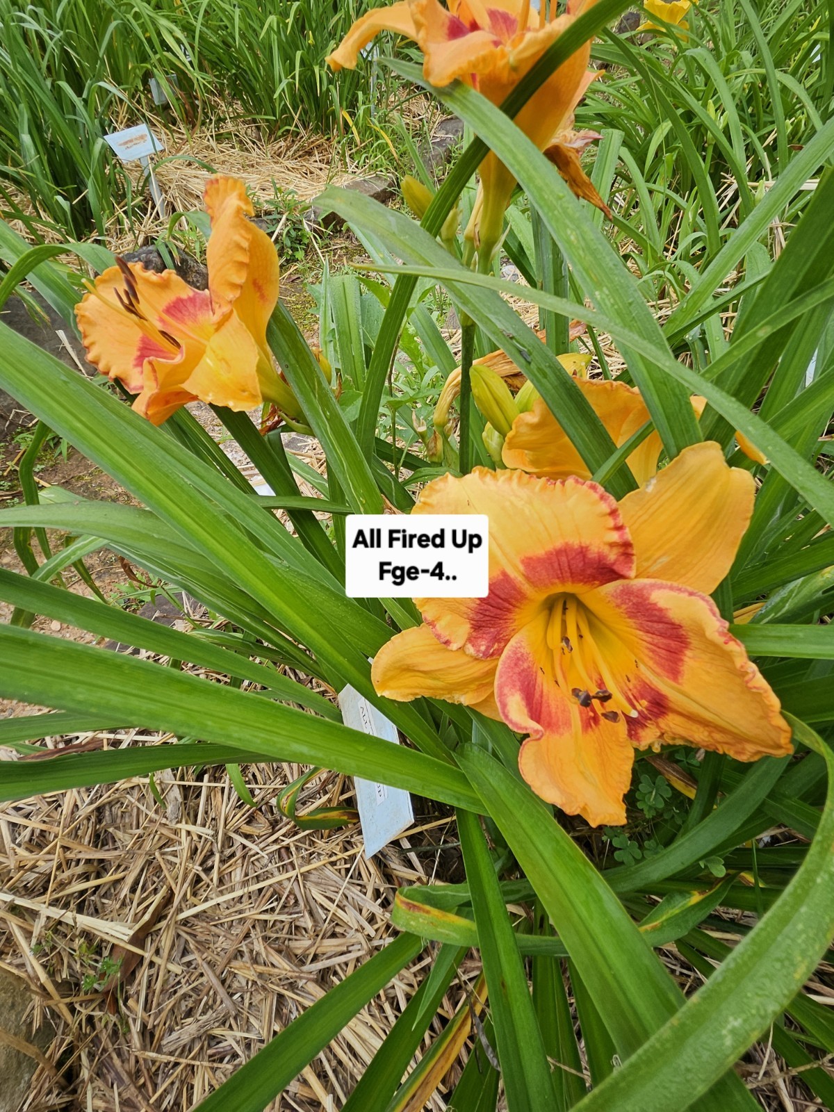 All Fired Up Daylily gallery