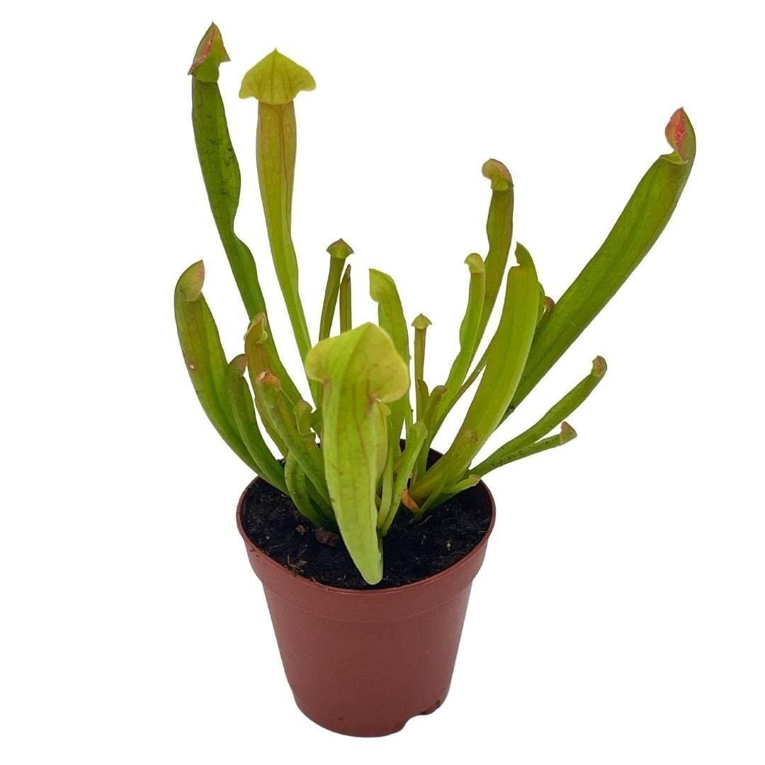 Sweet Pitcher Plant, Carnivorous Plant, Sarracenia rubra Walter pitcherplant gallery