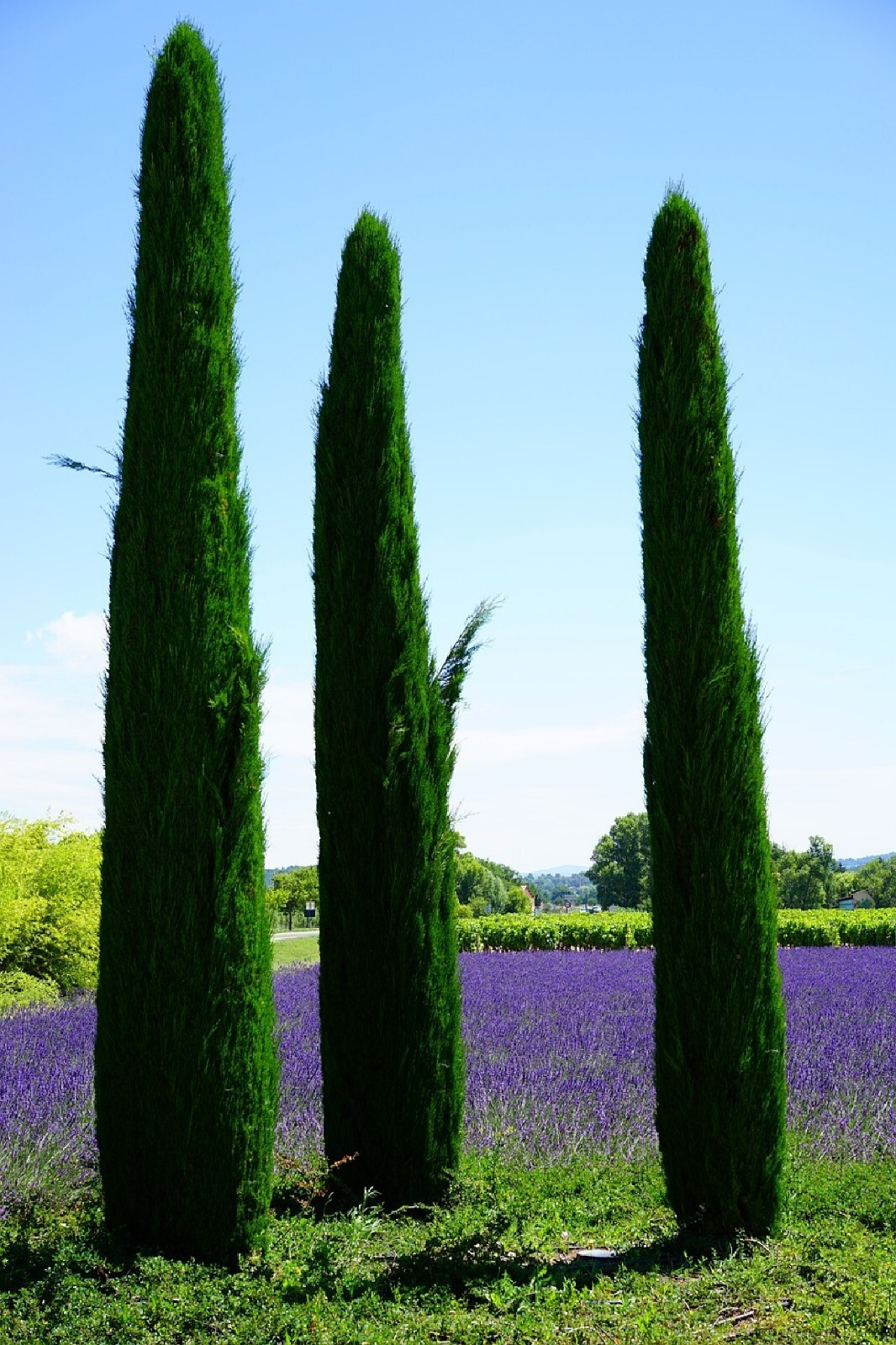 Landscapers Select! Italian Cypress Cupressus sempervirens srtricta 200 seeds gallery