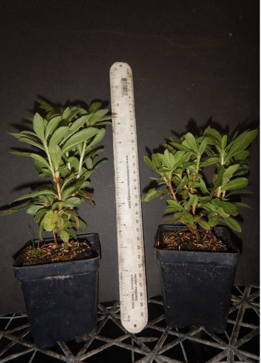 Blue Baron Rhododendron~Well Rooted Starter Plant gallery