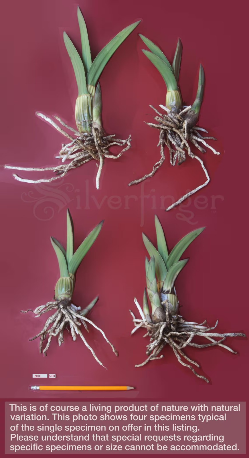 Eulophia petersii - Succulent Arid Desert Orchid Species gallery