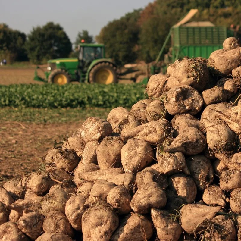 400 Sugar Beet Seeds -- Natural Source of Sugar --- LARGE gallery