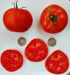 Delicious – World Record Holder – 40 Fresh Seeds – Buy any 3 varieties, 20% off!